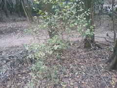 Eugenia uniflora