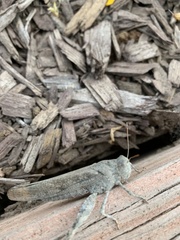 Dissosteira carolina