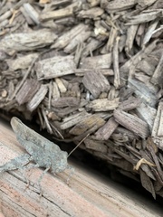 Dissosteira carolina