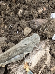 Dissosteira carolina