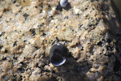 Chlorodiloma adelaidae
