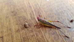 Orchelimum pulchellum