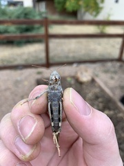 Dissosteira carolina