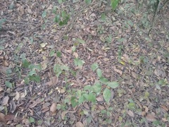 Eugenia uniflora