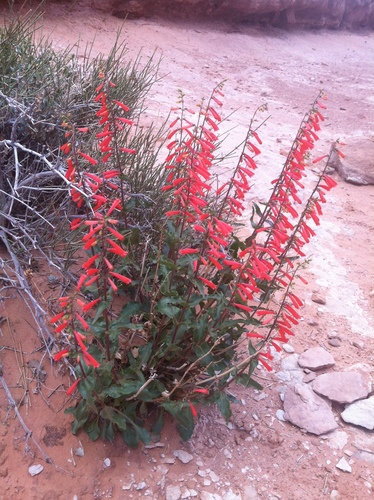 firecracker penstemon