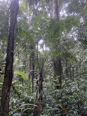 Phytelephas tenuicaulis