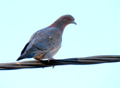 Patagioenas picazuro