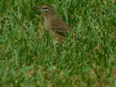 Setophaga palmarum
