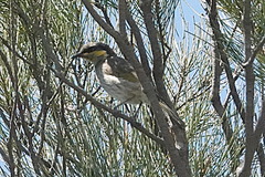 Gavicalis fasciogularis