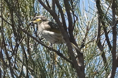 Gavicalis fasciogularis