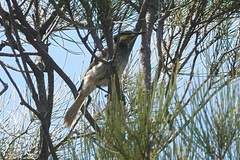 Gavicalis fasciogularis