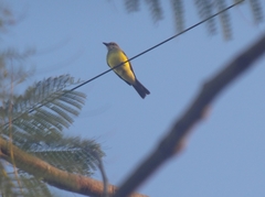 Tyrannus melancholicus