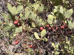 Arctostaphylos bakeri sublaevis
