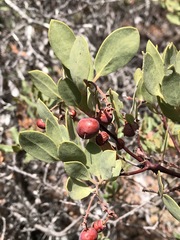 Arctostaphylos bakeri sublaevis