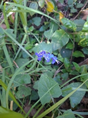 Salvia scutellarioides