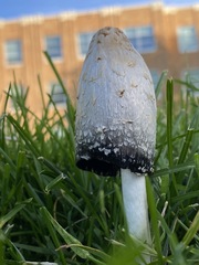 Coprinus comatus
