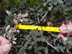 Quercus intricata