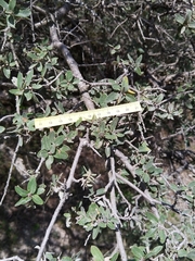 Quercus intricata