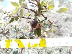 Quercus intricata