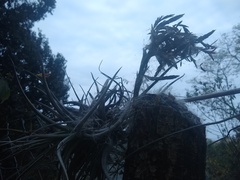 Tillandsia didisticha