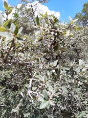 Quercus intricata