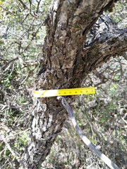 Quercus intricata