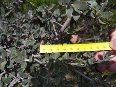 Quercus intricata