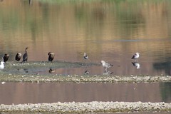 Recurvirostra americana