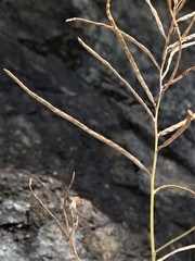 Streptanthus morrisonii