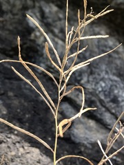 Streptanthus morrisonii