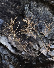 Streptanthus morrisonii