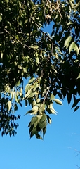 Celtis australis
