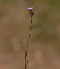 Gilia laciniata