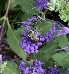 Bombus impatiens