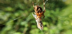 Araneus diadematus