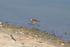 Calidris minutilla