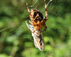 Araneus diadematus