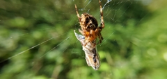 Araneus diadematus