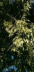 Celtis australis