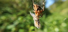 Araneus diadematus