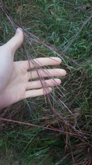 Schizachyrium scoparium