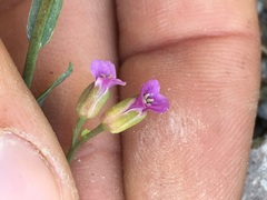Boechera breweri