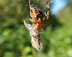 Araneus diadematus