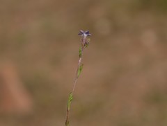 Gilia laciniata