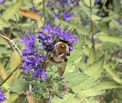Xylocopa virginica