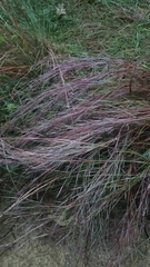 Schizachyrium scoparium