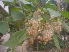 Kaunia lasiophthalma