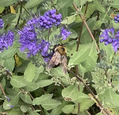 Xylocopa virginica