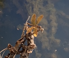 Perithemis tenera