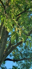 Celtis australis
